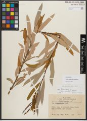 Foto von Salix triandra subsp. amygdalina (L.) Schübl. & G. Martens